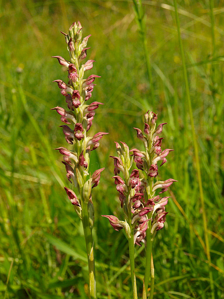 Cimicina o fragrans?